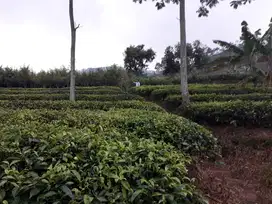 kebun teh produktif akses jalan lebar