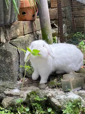 Kelinci Holland Lop Sepaasang