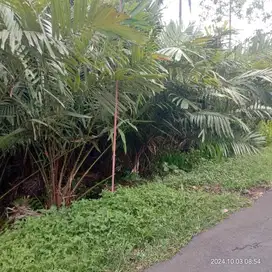 DIJUAL KEBUN SALAK DI TURI SLEMAN DEKAT WISATA PULESARI JK12870