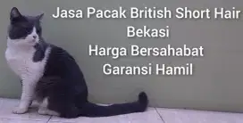 Jasa Pacak Kucing British Shorthair Bicolor