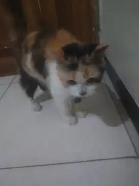 kucing Persia jantan dan betina