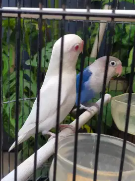 Love Bird Albino mata merah