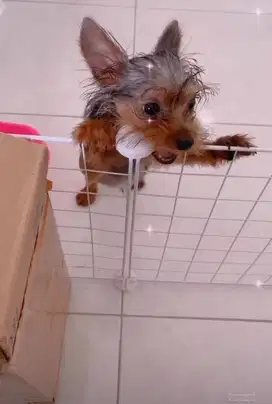 vaksin anjing surabaya timur