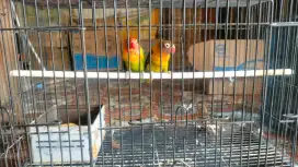 Burung lovebird (Allin)