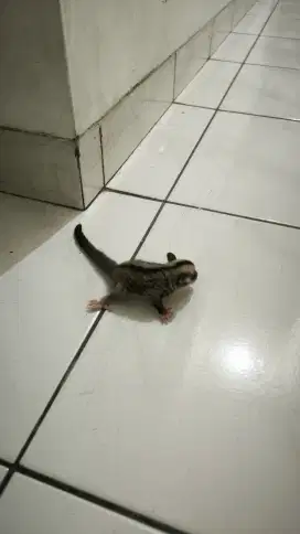 Di Jual Sugar Glider