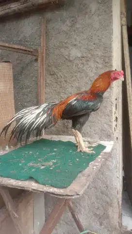 Ayam bangkok ekor lidi