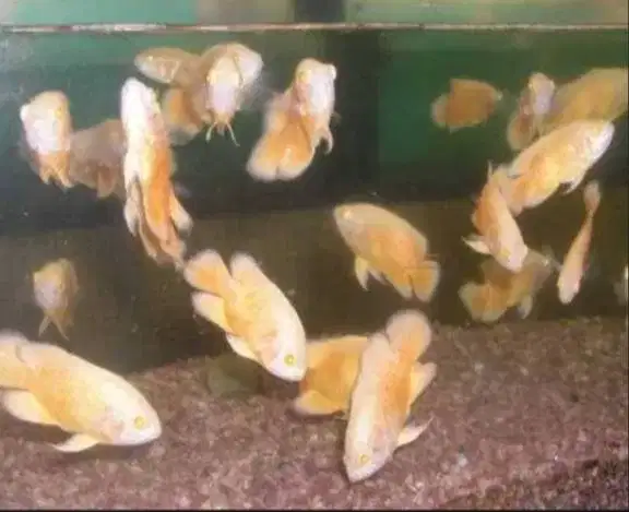Ikan hias Oscar