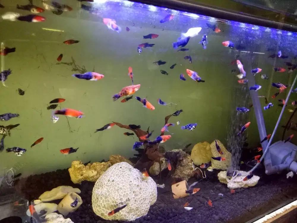 Ikan hias black shadow