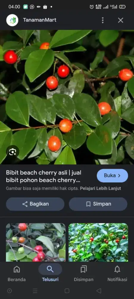 Pohon indukan beach cherry/cherry.
