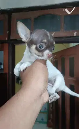 Chihuahua supermini Apple head