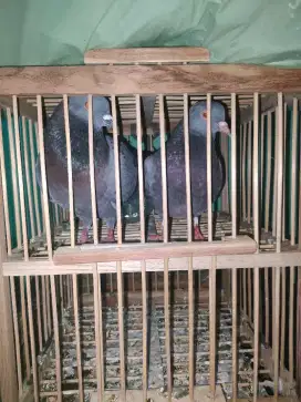 Sepasang burung dara+dongdang