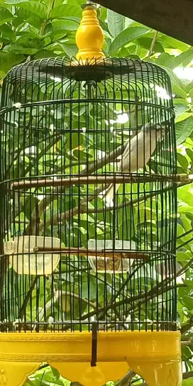 burung kenari panda jambul jantan depok