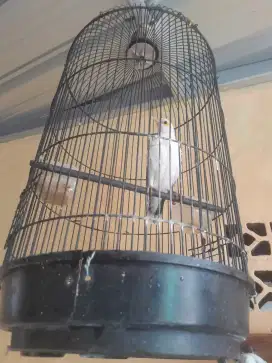 Di jual burung kutilang putih TT Kenari yg gacor minat wa