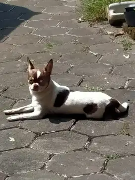 Mini chihuahua sepasang