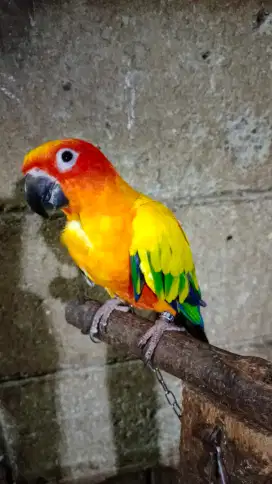 Sunconur burung sc