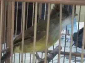 Cucak jenggot jawa rajin bunyi fullset ada minusnya