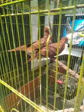 Burung tekukur hutan sepasang burja