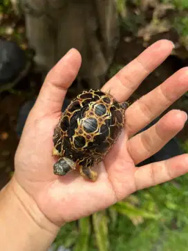 Radiata Baby 5,5 cm makan rakus