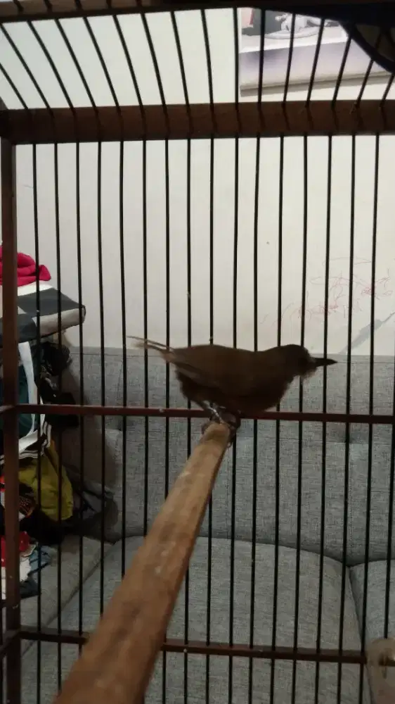 Burung Wambi mini jantan