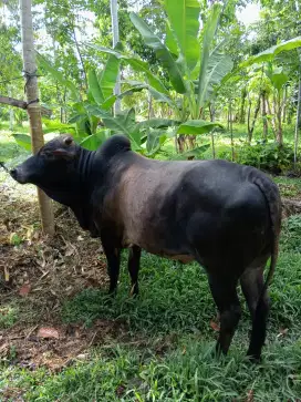 Menjual sapi jantan dengan kondisi sehat