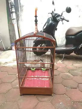 Burung Pentet Jawa Timur