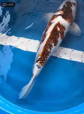 Koi Goromo jumbo