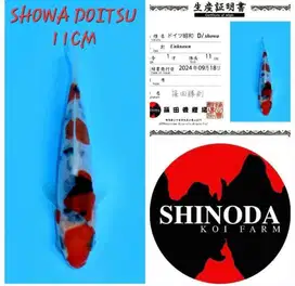 Koi showa impor farm shinoda