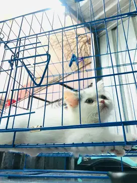 Penitipan kucing jogja, penitipan kucing murah, petshop kucing jogja