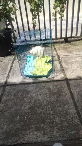 Penitipan kucing jogja, penitipan kucing murah, petshop jogja