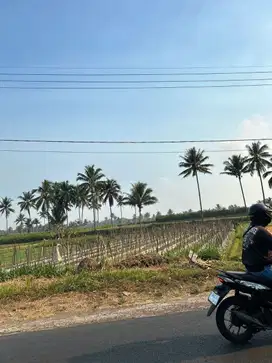 Tanah Sawah Luas Tepi Jalan Raya di Tumpang Malang