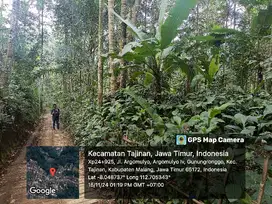 Pekarangan Durian Kopi Kelapa Tajinan Malang