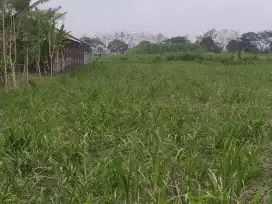 Dijual cepat sawah subur 
jl mawar gg III desa bawang pesantren kediri