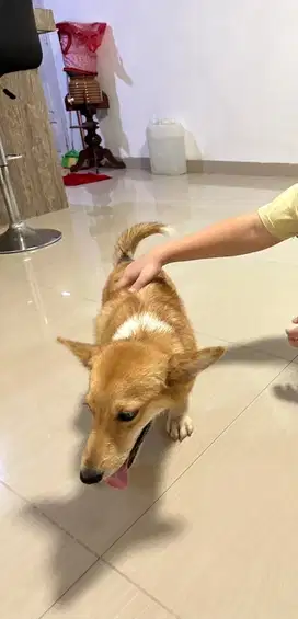 Corgi Lucu Penurut