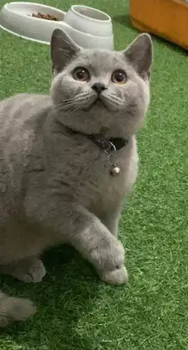 British shorthair bsh british short hair