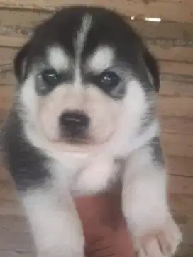 anak anjing husky puppy