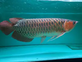 ARWANA SUPER RED ANTIK