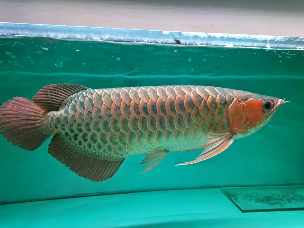 ARWANA SUPER RED ANTIK