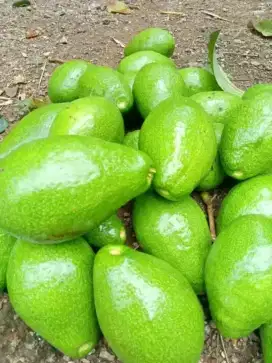 Jual Alpukat Mentega Grade A ( ukuran rata 234 buah/kg)