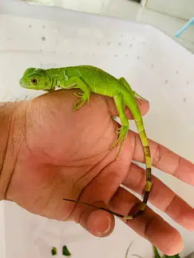 IGUANA IGUANA ALBINO