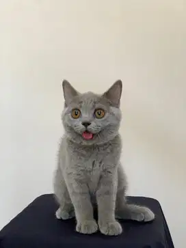 British Shorthair Nonped