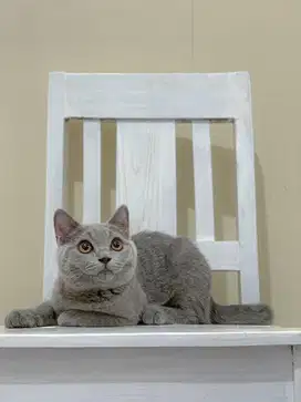 British shorthair