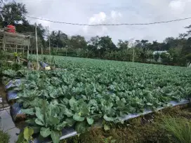 Di jual Kebun aktif Samboja