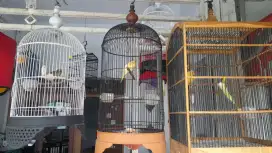 Kenari Loper Jalak Suren Red Siskin Murai Blacktrouth