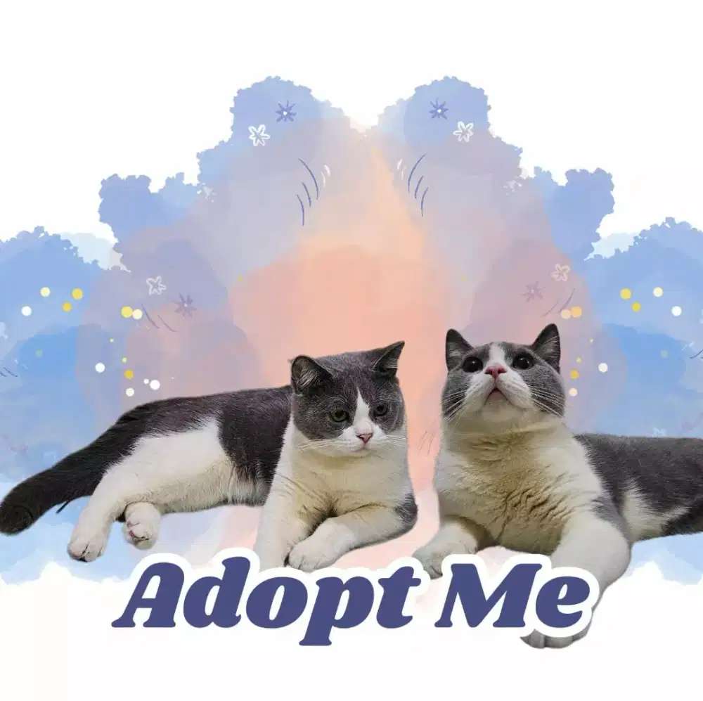 Kucing British Shorthair