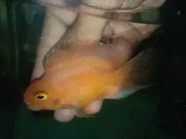 Ikan parrot untulan louhan