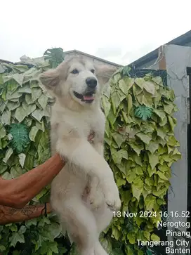 Giant Malamute Jantan anak Volcano