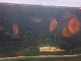 Indukan Ikan discus