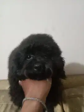 Di Jual Anjing toys poodle