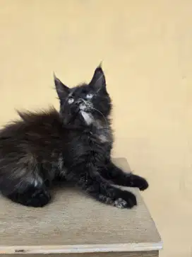 Mainecoon pure betina np