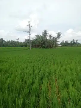 Di jual  sawah  1 hektar